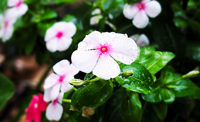 포토 JPG 해외이미지 식물 디자인 계절 꽃잎 꽃 분홍색 백그라운드 잎 꽃무늬 패턴 자연 추상 사람없음 야외 장식 초록색 물 빛 컬러풀 뷰티 환경 정원 봄 젖음 벚꽃 흰색 물방울 신선 개화 떨어짐 이슬 민들레 자르기 빗방울 묘사 부드러움 내추럴 고립 마다가스카르 해외포토 자연요소 컬러 컨셉 무늬 모션 감각 비_날씨 생태계 파일형식 이미지허브