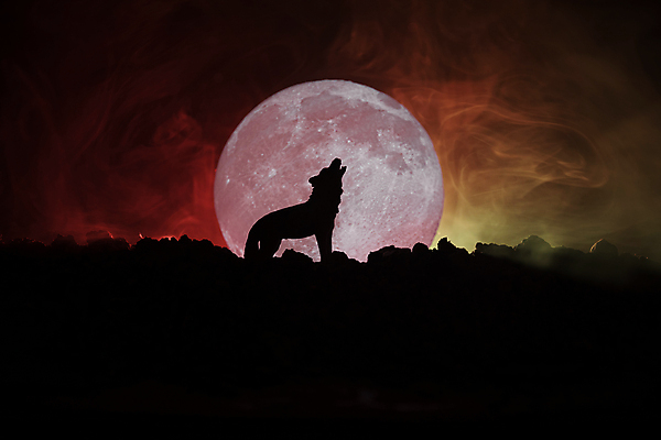 포토 JPG 해외이미지 모양 동물 실루엣 야생동물 백그라운드 컨셉 포유류 자연 하늘 털 사람없음 파란색 빛 머리 검은색 어둠 황혼 새벽 할로윈 자유 달 황무지 개 야간 큼 신비 가득함 심볼 사냥 귀 팩 칠면조 늑대 송곳니 반항 나쁜 카피스페이스 존경 슈퍼문 해외포토 자연요소 컬러 모션 조류 촬영기법 신체부위 일몰 화장품 공백 치아 크기 생태계 파일형식 이미지허브