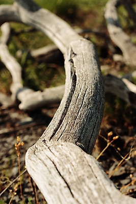 포토 JPG 해외이미지 나무 야생동물 자연 추상 건조 사람없음 야외 목재 초록색 햇빛 갈색 맑음 침묵 회색 흰색 나뭇가지 죽음 뜨거움 잡초 막대기 황무지 균열 떨어짐 숲 질감 뿌리 가뭄 시들음 내추럴 골절 벌거벗은 수목 스텝 옛날 해외포토 식물 동물 컬러 컨셉 무늬 재료 의학 모션 날씨 태양 소리 생태계 파일형식 이미지허브