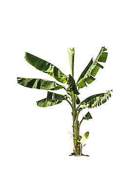 포토 JPG 해외이미지 나무 식물 계절 줄기 백그라운드 낙엽 잎 자연 바나나 그림자 사람없음 야외 목재 세로 초록색 여름 환경 봄 성장 벚꽃 흰색 나뭇가지 고독 숲 큼 그늘 자르기 수집 버드나무 서식 나무껍질 내추럴 고립 생태학 그리너리 해외포토 교육 꽃 감정 컬러 과일 재료 모션 껍질 크기 생태계 파일형식 트랜드컬러 이미지허브