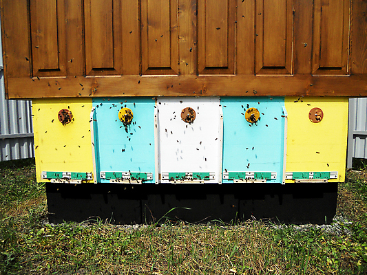 포토 JPG 해외이미지 동물 음식 곤충 백그라운드 패턴 오렌지 자연 세포 건강 사람없음 야외 약 농장 노란색 시골 신선 머리빗 황금 달콤 맛 꿀벌 배열 묘사 질감 꽃가루 육각형 꿀 벌집 내추럴 고립 밀랍 양봉 양봉장 왁스 폴리곤 해외포토 도형 컬러 컨셉 무늬 농업 과일 의학 미용용품 벌_곤충 가루 생태계 파일형식 이미지허브