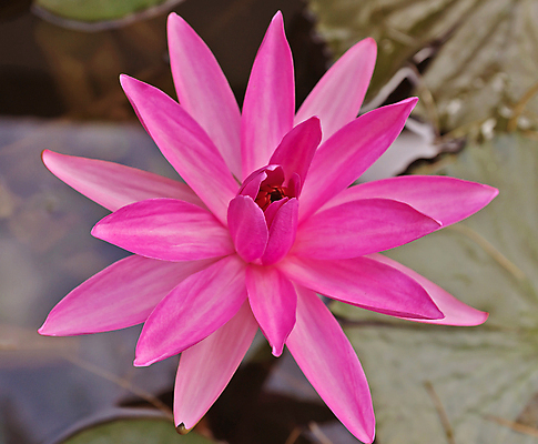 포토 JPG 해외이미지 식물 전통 공원 꽃잎 꽃 아시아 호수 분홍색 백그라운드 컨셉 잎 꽃무늬 자연 동양인 사람없음 초록색 물 환경 정원 중국 벚꽃 연못 신선 개화 심볼 순수 생물학 향기 아로마 동쪽 내추럴 이국적 스타일 정확 해외포토 자연요소 공공시설 교육 나라 컬러 무늬 인종 방향 생태계 냄새 파일형식 이미지허브