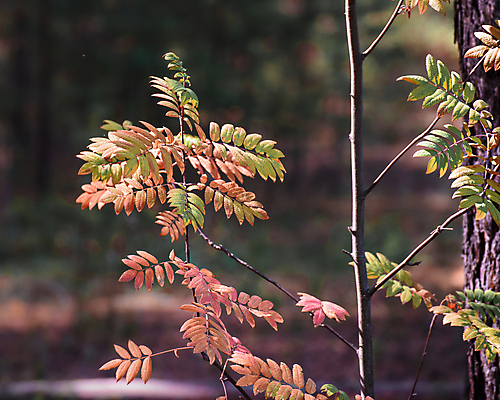 포토 JPG 해외이미지 나무 식물 계절 공원 꽃 백그라운드 잎 자연 사람없음 야외 빨간색 초록색 여름 뷰티 노란색 정원 봄 가을 나뭇가지 숲 내추럴 해외포토 공공시설 컬러 생태계 파일형식 이미지허브