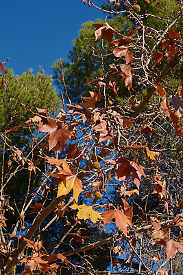 포토 JPG 해외이미지 나무 구름 라이프스타일 도로 길 밭 농업 자연 하늘 아침 풍경 사람없음 초록색 햇빛 태양 뷰티 농가 농장 일출 정원 계곡 맑음 일몰 놀람 봄 이탈리아 새벽 수확 안개 시골 볏짚 신비 밀 언덕 먼지 방법 뿌연 오프로드 해외포토 주간 자연요소 식물 계절 감정 유럽 산업 컬러 컨셉 교통시설 날씨 곡류 표정 생활 노을 짚 생태계 파일형식 이미지허브