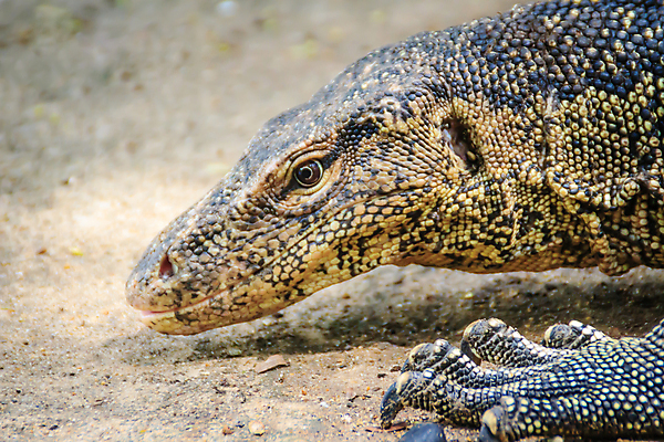 포토 JPG 해외이미지 동물 응시 아시아 야생동물 과학 파충류 태국 자연 휴식 생물 동양인 사람없음 물 반려동물 머리 환경 모니터 정원 검은색 용 위험 큼 혀 피부 공룡 생물학 꼬리 도마뱀 육식동물 거인 이국적 못생김 해외포토 자연요소 시선 교육 나라 컬러 컨셉 인종 신체부위 컴퓨터 입 크기 생태계 파일형식 이미지허브