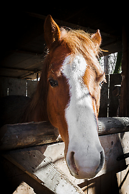 포토 JPG 해외이미지 동물 응시 얼굴 백그라운드 포유류 사람없음 뷰티 농장 갈색 머리 맑음 검은색 어둠 흰색 만 승마 닫기 귀 갈기 고립 기르기 해외포토 시선 스포츠 컬러 농업 모션 날씨 신체부위 돌봄 파일형식 이미지허브