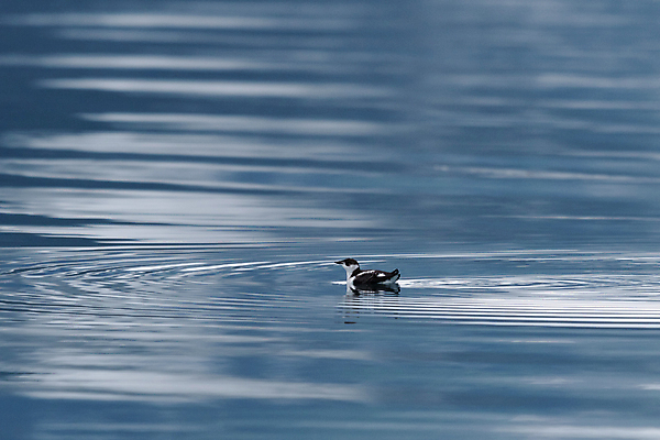 포토 JPG 해외이미지 동물 북아메리카 조류 사람없음 미국 알래스카 카피스페이스 해외포토 아메리카 공백 파일형식 이미지허브