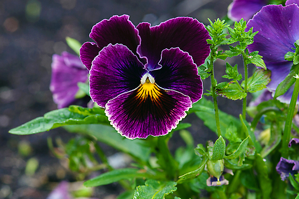 포토 JPG 해외이미지 식물 1 디자인 계절 꽃 백그라운드 꽃무늬 자연 사람없음 장식 초록색 파란색 컬러풀 뷰티 노란색 정원 보라색 봄 활발 벚꽃 개화 작음 제비꽃 원예 화단 내추럴 강렬 비올라 삼색 해외포토 컬러 컨셉 무늬 취미 크기 생태계 파일형식 찰현악기 이미지허브