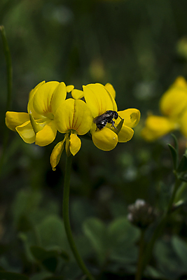 포토 JPG 해외이미지 식물 꽃 자연 사람없음 여름 노란색 들꽃 클로버 작음 석회암 해외포토 계절 컬러 암석 크기 생태계 파일형식 이미지허브