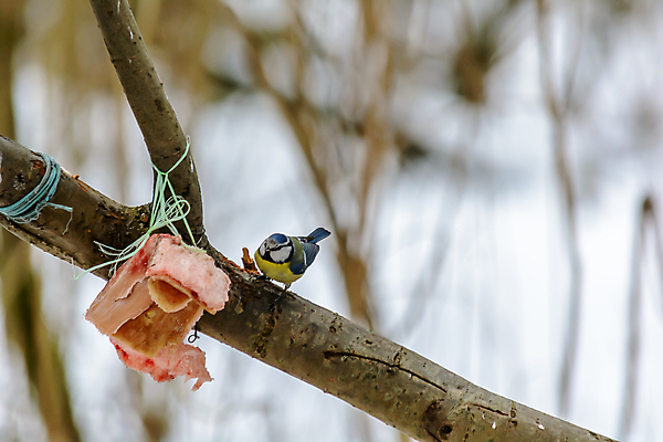포토 JPG 해외이미지 동물 계절 공원 야생동물 음식 백그라운드 겨울 날개 자연 조류 날씨 사람없음 야외 컬러풀 뷰티 환경 정원 냉동 추위 숲 작음 먹이 깃털 생물학 꼬리 서리 부리 내추럴 동물상 수유 눈내림 해외포토 공공시설 교육 컬러 눈_날씨 조형물 크기 생태계 파일형식 이미지허브