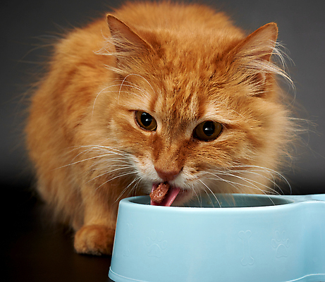 포토 JPG 해외이미지 한마리 회색배경 사람없음 반려동물 갈색 고양이 먹이 혀 먹기 먹이그릇 해외포토 동물 1 그릇 컬러 백그라운드 포유류 모션 회색 입 파일형식 이미지허브