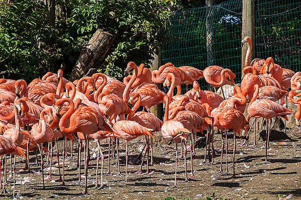 포토 JPG 해외이미지 동물 야생동물 분홍색 백그라운드 날개 오렌지 아프리카 자연 조류 사람없음 빨간색 물 컬러풀 반사 연못 플라밍고 깃털 이국적 해외포토 자연요소 나라 컬러 과일 생태계 파일형식 이미지허브