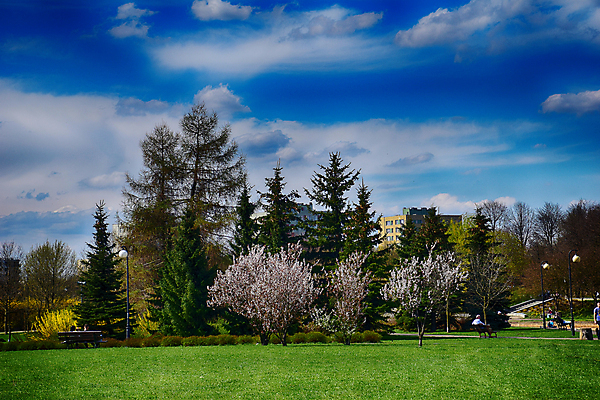 포토 JPG 해외이미지 나무 식물 계절 꽃잎 꽃 자연 사람없음 야외 초록색 태양 정원 봄 흰색 신선 그늘 4월 5월 관목 목련 해외포토 자연요소 컬러 날짜 생태계 파일형식 이미지허브