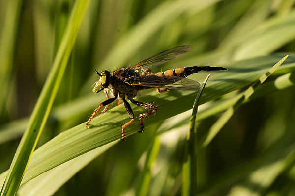 포토 JPG 해외이미지 동물 곤충 자연 사람없음 벌레 딱정벌레 육식동물 해외포토 생태계 파일형식 이미지허브