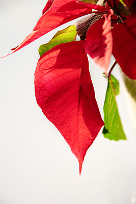 포토 JPG 해외이미지 식물 화분 백그라운드 잎 크리스마스 겨울 자연 주택 기념 사람없음 빨간색 흰색 내추럴 고립 해외포토 계절 기념일 컬러 건물 생태계 파일형식 이미지허브