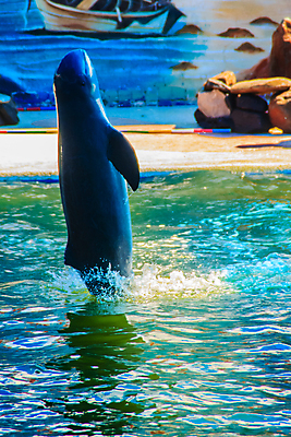 포토 JPG 해외이미지 동물 행복 야생동물 포즈 포유류 태국 놀이 기술 어류 사람없음 물 파란색 점프 수중 수영 동남아시아 놀람 회색 기차 연습 돌고래 쇼 지능 해외포토 자연요소 감정 아시아 육상교통 컬러 모션 대중교통 표정 수중동물 수상스포츠 파일형식 이미지허브