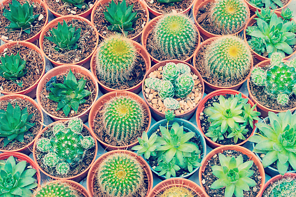 포토 JPG 해외이미지 식물 꽃 줄기 백그라운드 잎 패턴 자연 선인장 건조 사랑 사람없음 장식 빨간색 초록색 여름 노란색 정원 미니어처 사막 성장 흰색 원형 사발 냄비 위험 작음 묘사 날카로움 스파이크 찌르기 많음 해외포토 도형 계절 감정 컬러 컨셉 무늬 모션 모형 사기그릇 솥 크기 생태계 파일형식 이미지허브