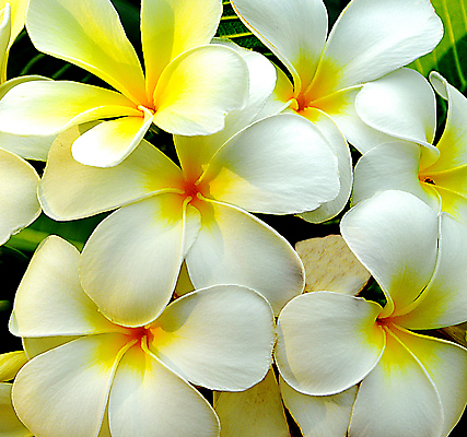 포토 JPG 해외이미지 주간 사람없음 야외 뷰티 플루메리아 해외포토 자연요소 꽃 파일형식 이미지허브