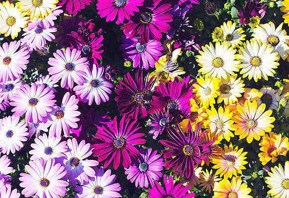 포토 JPG 해외이미지 식물 디자인 꽃잎 꽃 분홍색 꽃다발 결혼 백그라운드 꽃무늬 패턴 자연 선물 사람없음 장식 빨간색 여름 컬러풀 뷰티 장미 노란색 정원 보라색 봄 성장 벚꽃 흰색 인사 신선 신용카드 개화 다발 질감 내추럴 해외포토 계절 컬러 무늬 이벤트 금융 예절 생태계 파일형식 이미지허브