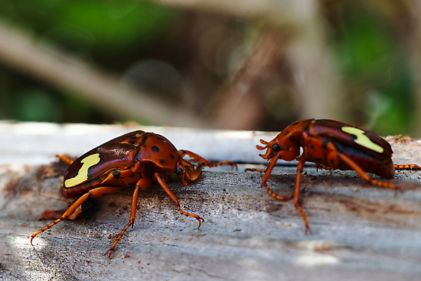 포토 JPG 해외이미지 동물 야생동물 곤충 백그라운드 패턴 신체 날개 오렌지 과일 자연 안테나 종류 사람없음 야외 목재 가로 빨간색 노란색 머리 환경 검은색 사진촬영 활발 회색 쌍 해충 벌레 딱정벌레 질감 내추럴 남아프리카 해외포토 나무 컬러 컨셉 무늬 재료 통신 아프리카 신체부위 촬영 생태계 파일형식 이미지허브