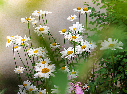 포토 JPG 해외이미지 식물 계절 꽃 밭 날씨 사람없음 야외 장식 햇빛 노란색 정원 봄 성장 흰색 신선 개화 원예 데이지 해외포토 컬러 농업 취미 태양 파일형식 이미지허브