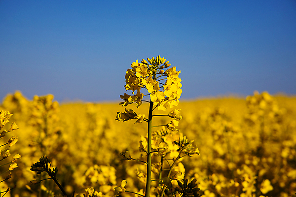 포토 JPG 해외이미지 식물 계절 꽃 백그라운드 농업 하늘 사람없음 파란색 노란색 봄 4월 5월 해외포토 산업 컬러 날짜 파일형식 이미지허브