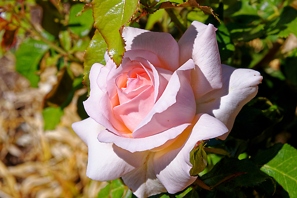 포토 JPG 해외이미지 식물 꽃잎 꽃 분홍색 꽃다발 결혼 백그라운드 잎 꽃무늬 밭 농업 자연 발렌타인데이 사랑 사람없음 야외 장식 빨간색 초록색 컬러풀 뷰티 장미 정원 봄 벚꽃 흰색 축하 신선 개화 다발 원예 내추럴 해외포토 계절 감정 산업 컬러 컨셉 무늬 데이이벤트 이벤트 취미 생태계 파일형식 이미지허브