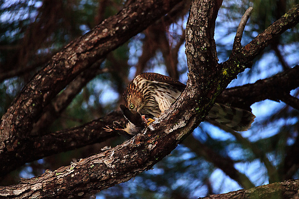 포토 JPG 해외이미지 야생동물 청소년 자연 조류 사람없음 먹기 사냥 육식동물 플로리다 해외포토 동물 모션 사람 미국 생태계 파일형식 이미지허브