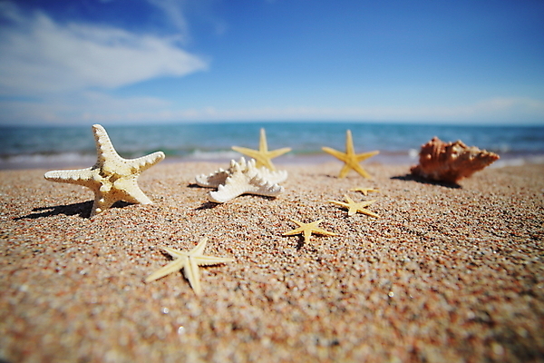 포토 JPG 해외이미지 별 모래 파도 컨셉 자연 하늘 호텔 휴가 조개 휴식 불가사리 사람없음 장식 가로 파란색 항구 수영 스파 껍질 갑판 질감 모음 이국적 화창 카피스페이스 해외포토 자연요소 바다 컬러 배_교통 교통시설 숙소 날씨 어패류 극피동물 한글 공백 수상스포츠 생태계 파일형식 이미지허브