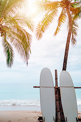 포토 JPG 해외이미지 주간 바다 하늘 해변 사람없음 야외 야자수 햇빛 태양 서핑보드 수평선 해외포토 자연요소 나무 보드_스포츠 파일형식 이미지허브