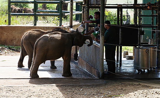 포토 JPG 해외이미지 동물 공원 야생동물 포유류 청소년 자연 초식동물 안전 사람없음 야외 달리기 믿음 환경 힘 회색 우유 아기 구출 보호 먹이 배고픔 귀 상아 멸종 수의사 송아지 스리랑카 헬프 많음 해외포토 공공시설 감정 아시아 새끼 컬러 컨셉 모션 유제품 사람 신체부위 의사 도움 소 생태계 파일형식 이미지허브