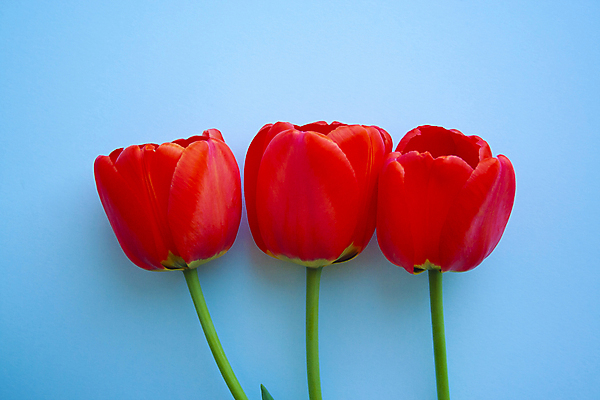 포토 JPG 해외이미지 꽃 행복 백그라운드 사람없음 튤립 파란배경 카피스페이스 해외포토 식물 감정 파란색 공백 파일형식 이미지허브