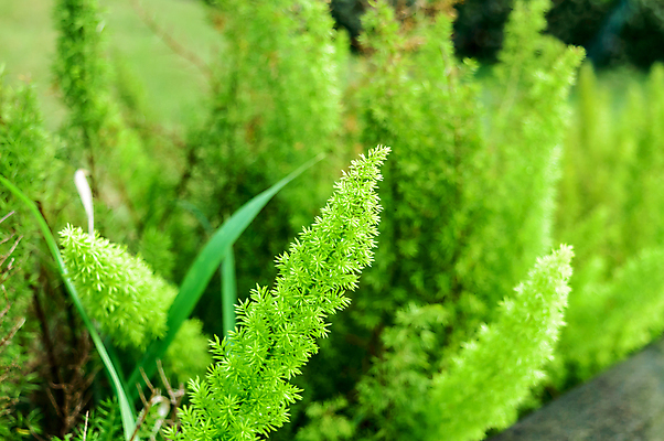 포토 JPG 해외이미지 나무 식물 라이프스타일 계절 꽃잎 꽃 꽃다발 백그라운드 단풍 잎 꽃무늬 패턴 자연 사람없음 야외 장식 초록색 뷰티 환경 보라색 봄 성장 벚꽃 신선 다발 사회이슈 허브 환경보전 원예 러시아 솜털 열대기후 해외포토 유럽 컬러 컨셉 무늬 취미 생활 생태계 파일형식 이미지허브