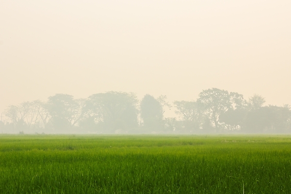 포토 JPG 해외이미지 식물 계절 아시아 음식 줄기 백그라운드 잎 농업 태국 자연 밥 건조 씨앗 동양인 사람없음 초록색 물 경제 농작물 강 농장 반사 갈색 노란색 젖음 수확 껍질 시골 황금 닫기 낟알 시리얼 묘사 논밭 숙성 카피스페이스 해외포토 자연요소 나라 산업 컬러 밭 모션 논 인종 공백 생태계 파일형식 이미지허브