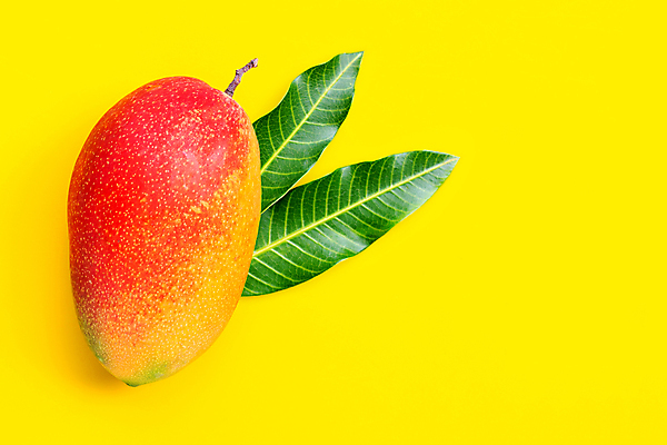 포토 JPG 해외이미지 잎 실내 사람없음 한개 열대과일 망고 노란배경 애플망고 해외포토 식물 1 백그라운드 과일 내부 노란색 파일형식 이미지허브