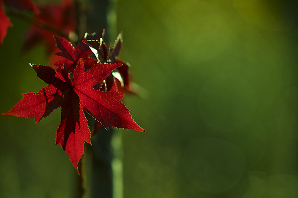 포토 JPG 해외이미지 나무 식물 계절 공원 꽃잎 꽃 단풍 잎 자연 종류 풍경 사람없음 야외 빨간색 초록색 컬러풀 햇빛 뷰티 활발 성장 가을 나뭇가지 신선 투명 그룹 변화 숲 묘사 순환 보케 상록수 10월 꼬투리 해외포토 공공시설 컬러 컨셉 모션 태양 날짜 생태계 파일형식 이미지허브