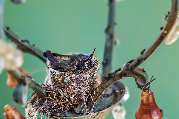 포토 JPG 해외이미지 동물 야생동물 2 날개 자연 조류 병아리 사람없음 야외 초록색 여름 컬러풀 봄 아기 신생아 둥지 작음 깃털 비둘기 내추럴 벌새 이국적 해외포토 계절 컬러 사람 크기 생태계 파일형식 이미지허브