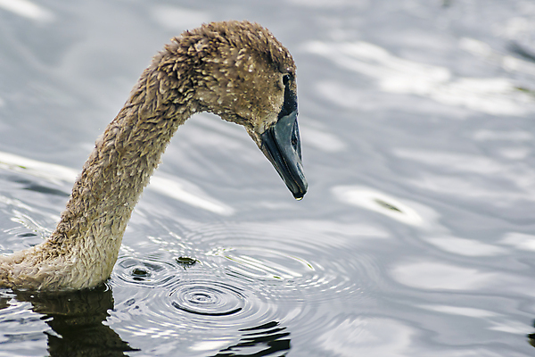 포토 JPG 해외이미지 동물 호수 야생동물 바다 백그라운드 가족 자연 조류 아침 사랑 사람없음 야외 물 빛 강 뷰티 반사 평화 귀여움 수영 거울 흰색 하트 연못 황무지 우아함 심볼 깃털 부리 백조 장면 내추럴 고립 단아함 벙어리 웅장함 해외포토 주간 자연요소 모양 감정 컬러 컨셉 관계 수상스포츠 생태계 파일형식 이미지허브