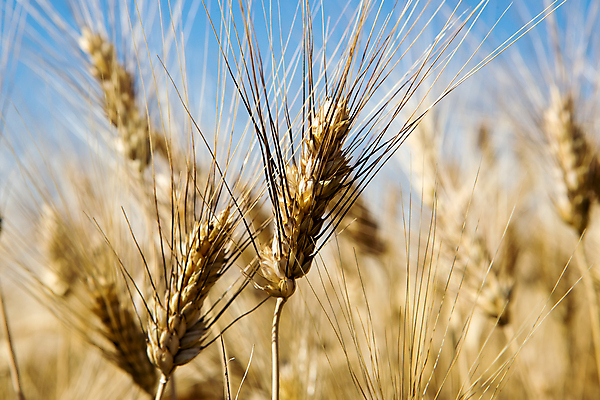 포토 JPG 해외이미지 식물 계절 빵 줄기 밭 농업 자연 하늘 날씨 건조 옥수수 씨앗 사람없음 야외 파란색 농작물 햇빛 태양 농장 노란색 맑음 활발 수확 성장 시골 황금 낟알 땅 시리얼 밀 보리 귀 장면 밀짚 숙성 호밀 세련 해외포토 자연요소 산업 음식 컬러 컨셉 곡류 신체부위 짚 생태계 파일형식 이미지허브