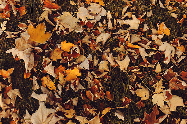 포토 JPG 해외이미지 백그라운드 단풍 낙엽 사람없음 갈색 해외포토 컬러 잎 파일형식 이미지허브