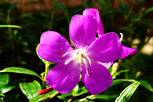 포토 JPG 해외이미지 주간 사람없음 야외 뷰티 열대꽃 해외포토 자연요소 꽃 파일형식 이미지허브