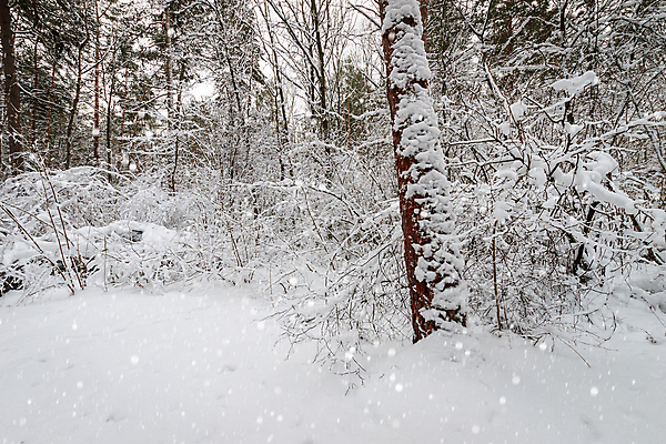 포토 JPG 해외이미지 나무 구름 계절 길 여행 백그라운드 잎 크리스마스 겨울 패턴 자연 하늘 휴가 파노라마 풍경 사람없음 야외 빛 뷰티 냉동 얼음 추위 덮개 가을 흰색 신선 소나무 떨어짐 숲 12월 11월 관목 서리 장면 1월 내추럴 2월 선로 폭설 전경 해외포토 자연요소 식물 기념일 컬러 컨셉 무늬 눈_날씨 촬영기법 뚜껑 날짜 자연재해 생태계 파일형식 탑뷰 이미지허브