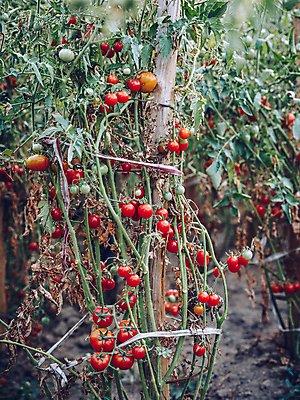 포토 JPG 해외이미지 식물 계절 음식 농업 토마토 채소 재료 자연 건강 사람없음 빨간색 초록색 여름 농장 정원 활발 수확 성장 시골 신선 맛 유기농 생태계 원예 날것 국산 내추럴 바이오 밭일 숙성 온실 채식주의자 카피스페이스 디톡스 슈퍼푸드 비건 해외포토 웰빙 산업 컬러 컨셉 취미 공백 채식 건강식품 파일형식 이미지허브