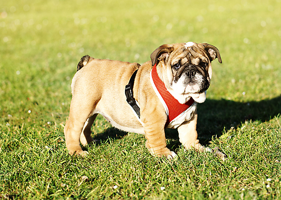 포토 JPG 해외이미지 동물 행복 포유류 자연 잉글랜드 사랑 사람없음 야외 반려동물 갈색 주름 개 강아지 작음 불독 송곳니 기르기 유래 해외포토 감정 컬러 영국 치아 크기 생태계 돌봄 파일형식 이미지허브