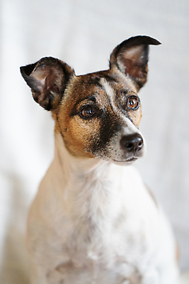 포토 JPG 해외이미지 스튜디오촬영 전신 동물 한마리 1 라이프스타일 여자 행복 얼굴 포즈 백그라운드 자연 휴식 앉기 사람없음 반려동물 갈색 흰색 표현 입 유머 개 강아지 작음 테리어 귀 솜털 해외포토 감정 컬러 컨셉 포유류 모션 실내 사람 생활 신체부위 크기 생태계 파일형식 이미지허브