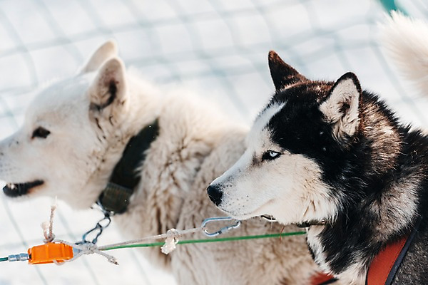 포토 JPG 주간 응시 줄 겨울 근접촬영 사람없음 야외 아웃포커스 설원 눈 쇠사슬 시베리안허스키 몽골 썰매개 개썰매 국내포토 자연요소 시선 계절 아시아 뷰포인트 날씨 눈_날씨 촬영기법 개 썰매 파일형식