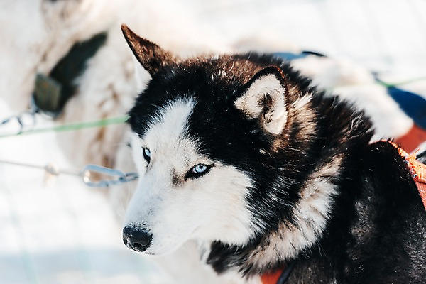 포토 JPG 주간 응시 줄 겨울 근접촬영 사람없음 야외 설원 눈 쇠사슬 시베리안허스키 몽골 썰매개 개썰매 국내포토 자연요소 시선 계절 아시아 뷰포인트 날씨 눈_날씨 개 썰매 파일형식