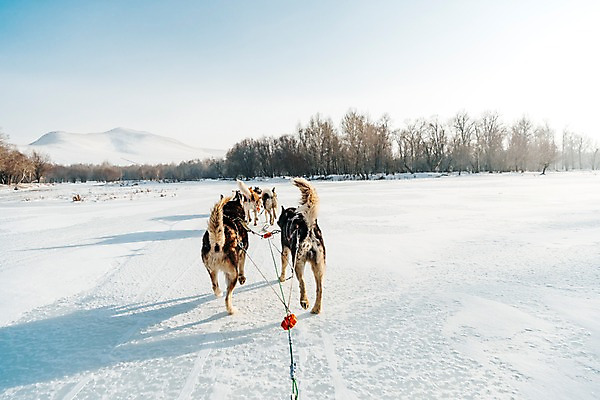 포토 JPG 주간 나무 줄 겨울 여러마리 사람없음 야외 달리기 설원 눈 시베리안허스키 몽골 썰매개 역동적 썰매 개썰매 겨울풍경 국내포토 자연요소 식물 계절 아시아 다수 컨셉 모션 날씨 눈_날씨 풍경 개 파일형식