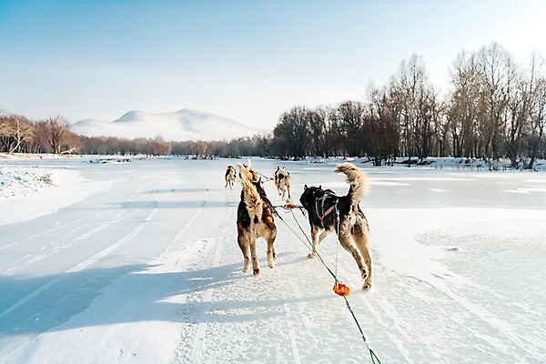 포토 JPG 주간 나무 줄 겨울 여러마리 산 사람없음 야외 달리기 설원 눈 시베리안허스키 몽골 썰매개 역동적 썰매 개썰매 국내포토 자연요소 식물 계절 아시아 다수 컨셉 모션 날씨 눈_날씨 개 파일형식