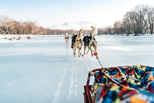 포토 JPG 주간 나무 줄 겨울 여러마리 사람없음 야외 달리기 설원 눈 시베리안허스키 몽골 썰매개 역동적 썰매 개썰매 국내포토 자연요소 식물 계절 아시아 다수 컨셉 모션 날씨 눈_날씨 개 파일형식